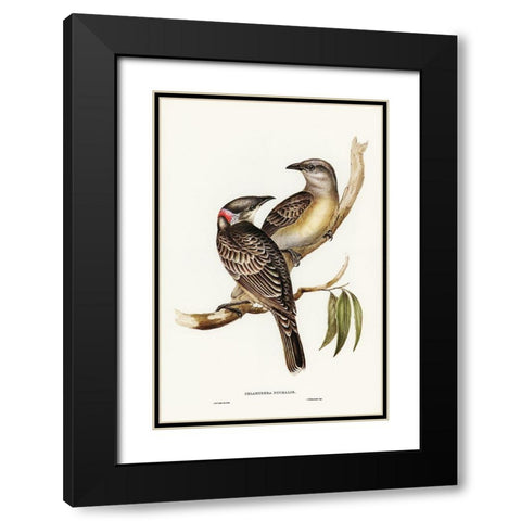 Great Bower Bird-Chlamydera nuchalis Black Modern Wood Framed Art Print with Double Matting by Gould, John