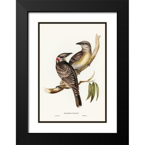 Great Bower Bird-Chlamydera nuchalis Black Modern Wood Framed Art Print with Double Matting by Gould, John