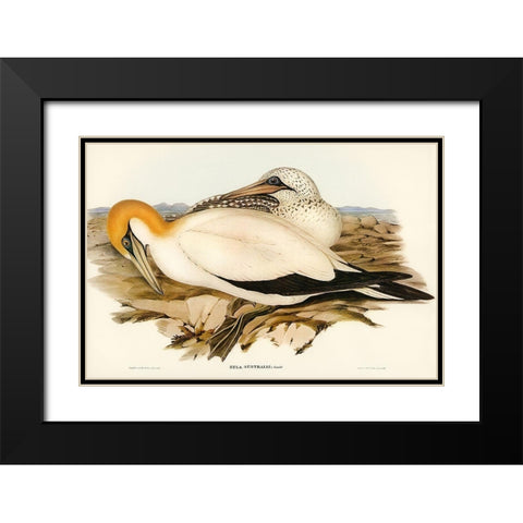 Australian Gannet-Sula Australis Black Modern Wood Framed Art Print with Double Matting by Gould, John