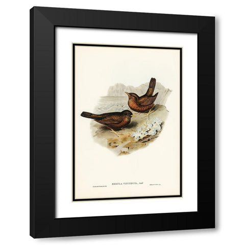 Vinous-tinted Blackbird-Merula vinitincta Black Modern Wood Framed Art Print with Double Matting by Gould, John