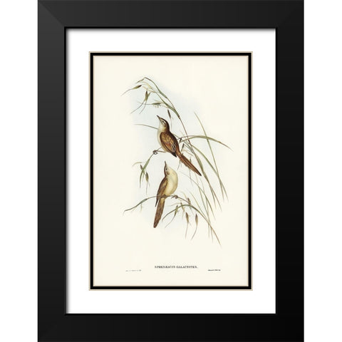 Tawny Sphenoeacus-Phenoeacus galactotes Black Modern Wood Framed Art Print with Double Matting by Gould, John