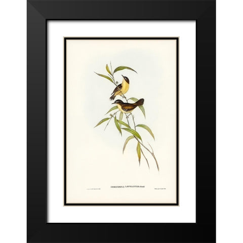 Buff-breasted scrubwren-Sericornis laevigaster Black Modern Wood Framed Art Print with Double Matting by Gould, John