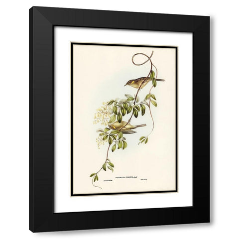 Fuscous Honey-eater-Ptilotis fusca Black Modern Wood Framed Art Print with Double Matting by Gould, John