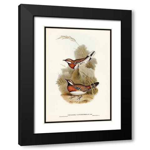 Chestnut-breasted Ground-Thrush-Cinclosoma castaneothorax Black Modern Wood Framed Art Print with Double Matting by Gould, John