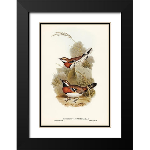 Chestnut-breasted Ground-Thrush-Cinclosoma castaneothorax Black Modern Wood Framed Art Print with Double Matting by Gould, John