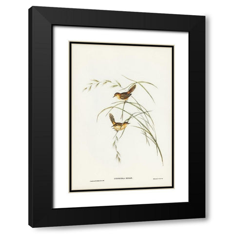 Exile Warbler-Cysticola exilis Black Modern Wood Framed Art Print with Double Matting by Gould, John