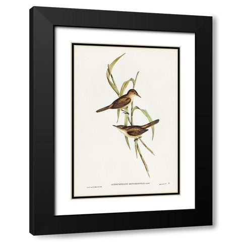 Long-billed Reed Warbler-Acrocephalus longirostris Black Modern Wood Framed Art Print with Double Matting by Gould, John