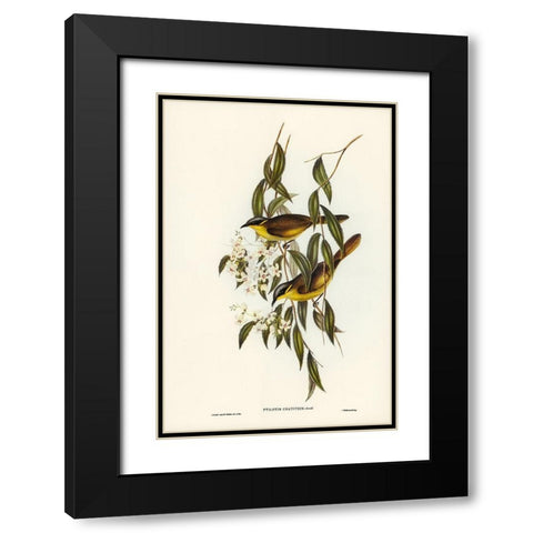Wattle-cheeked Honey-eater-Ptilotis cratitius Black Modern Wood Framed Art Print with Double Matting by Gould, John