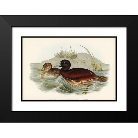 Blue-billed Duck-Erismatura Australis Black Modern Wood Framed Art Print with Double Matting by Gould, John