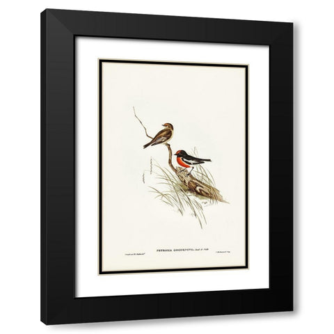 Red-capped Robin-Petroica Goodenovii Black Modern Wood Framed Art Print with Double Matting by Gould, John