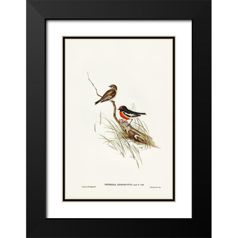 Red-capped Robin-Petroica Goodenovii Black Modern Wood Framed Art Print with Double Matting by Gould, John