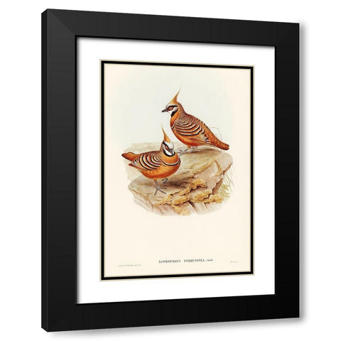 Rust-coloured Bronzewing-Lophophaps ferruginea Black Modern Wood Framed Art Print with Double Matting by Gould, John