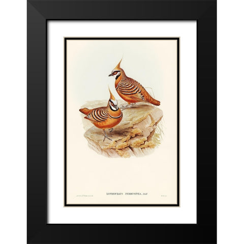 Rust-coloured Bronzewing-Lophophaps ferruginea Black Modern Wood Framed Art Print with Double Matting by Gould, John