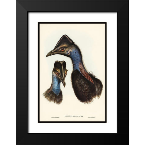 Bennetts Cassowary-Casuarius Bennetti Black Modern Wood Framed Art Print with Double Matting by Gould, John