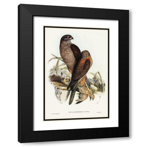 Australian Goshawk-Astur approximans Black Modern Wood Framed Art Print with Double Matting by Gould, John