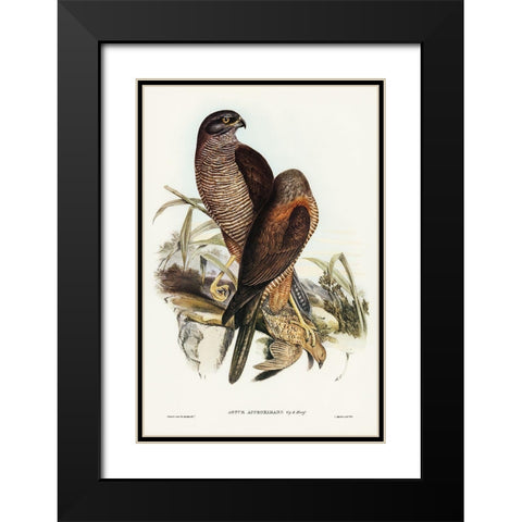 Australian Goshawk-Astur approximans Black Modern Wood Framed Art Print with Double Matting by Gould, John