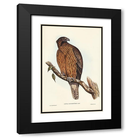 Little Australian Eagle-Aquila Morphnoides Black Modern Wood Framed Art Print with Double Matting by Gould, John