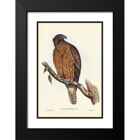 Little Australian Eagle-Aquila Morphnoides Black Modern Wood Framed Art Print with Double Matting by Gould, John