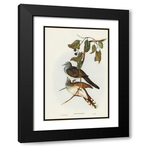 Barred-shouldered Ground Dove-Geopelia humeralis Black Modern Wood Framed Art Print with Double Matting by Gould, John