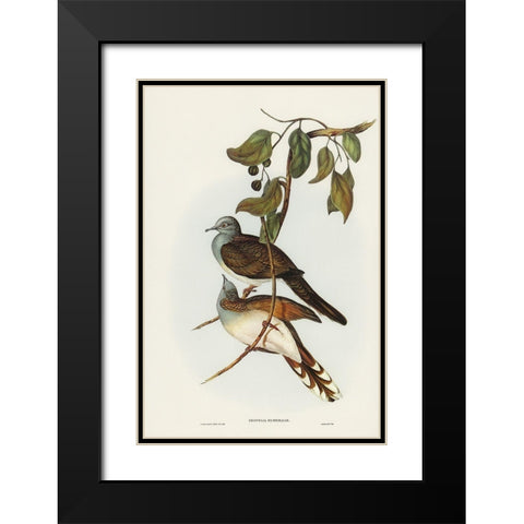 Barred-shouldered Ground Dove-Geopelia humeralis Black Modern Wood Framed Art Print with Double Matting by Gould, John