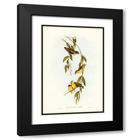 Striated Pardalote-Pardalotus striatus Black Modern Wood Framed Art Print with Double Matting by Gould, John