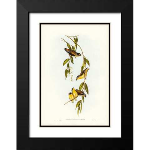 Striated Pardalote-Pardalotus striatus Black Modern Wood Framed Art Print with Double Matting by Gould, John