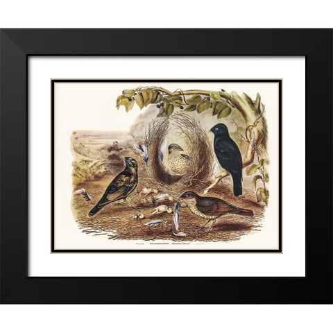 Satin Bower Bird-Ptilonorhynchus holossericeus Black Modern Wood Framed Art Print with Double Matting by Gould, John