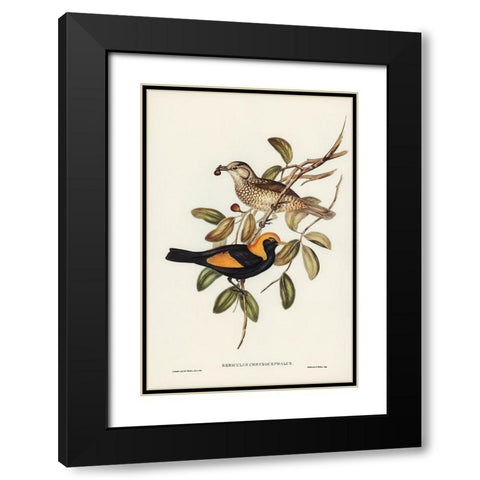Regent Bird-Sericulus chrysocephalus Black Modern Wood Framed Art Print with Double Matting by Gould, John