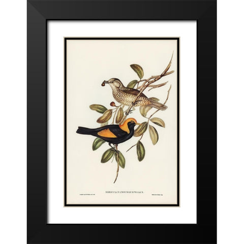 Regent Bird-Sericulus chrysocephalus Black Modern Wood Framed Art Print with Double Matting by Gould, John
