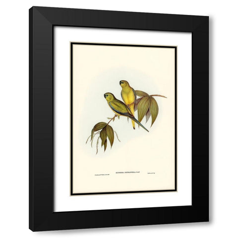 Rock Grass-Parakeet-Euphema petrophila Black Modern Wood Framed Art Print with Double Matting by Gould, John