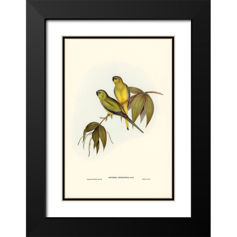 Rock Grass-Parakeet-Euphema petrophila Black Modern Wood Framed Art Print with Double Matting by Gould, John