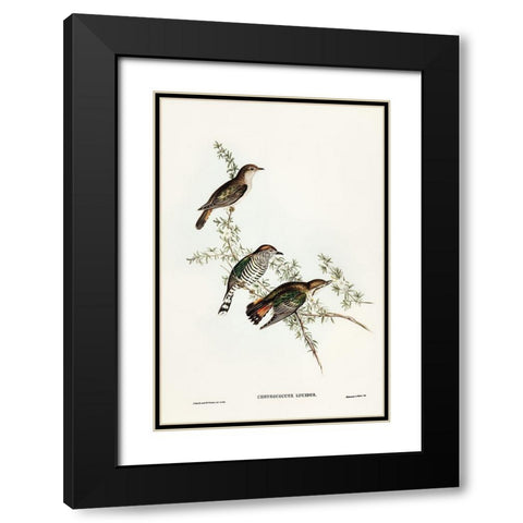 Shining Cuckoo-Chrysococcyx lucidus Black Modern Wood Framed Art Print with Double Matting by Gould, John