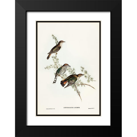 Shining Cuckoo-Chrysococcyx lucidus Black Modern Wood Framed Art Print with Double Matting by Gould, John