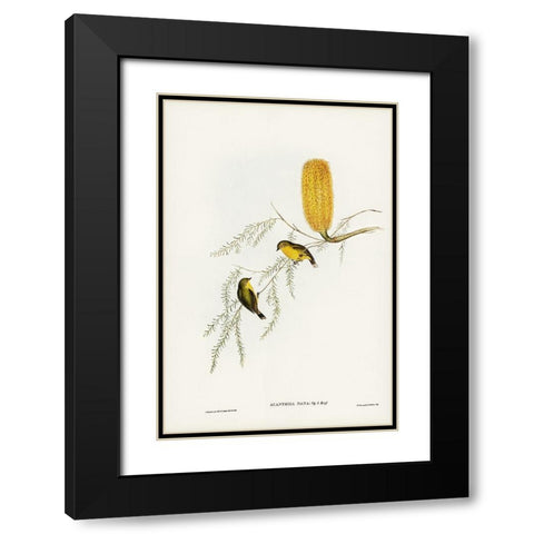 Little Acanthiza-Acanthiza nana Black Modern Wood Framed Art Print with Double Matting by Gould, John