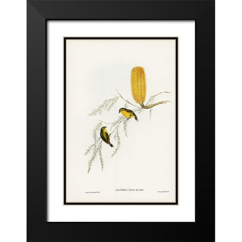 Little Acanthiza-Acanthiza nana Black Modern Wood Framed Art Print with Double Matting by Gould, John