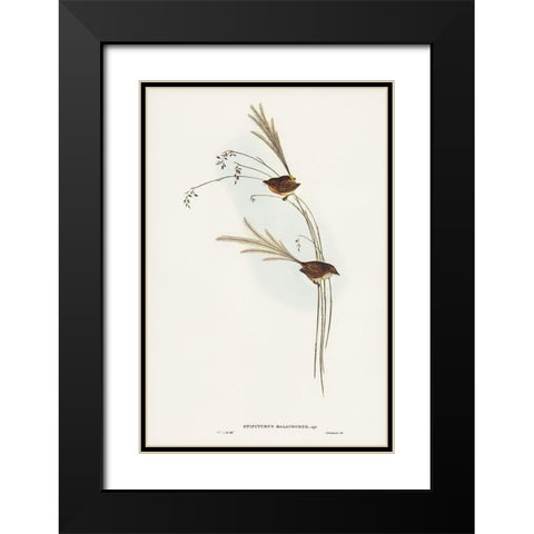 Emu Wren-tipiturus malachurus Black Modern Wood Framed Art Print with Double Matting by Gould, John