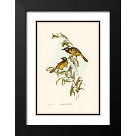 White-eared Honey-eater-Ptilotis leucotis Black Modern Wood Framed Art Print with Double Matting by Gould, John