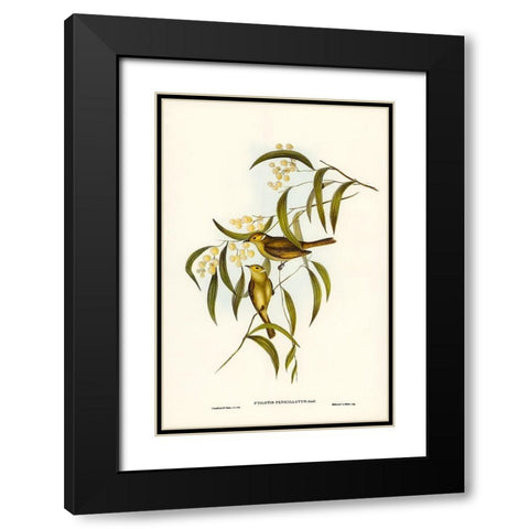White-plumed Honey-eater-Ptilotis penicillatus Black Modern Wood Framed Art Print with Double Matting by Gould, John