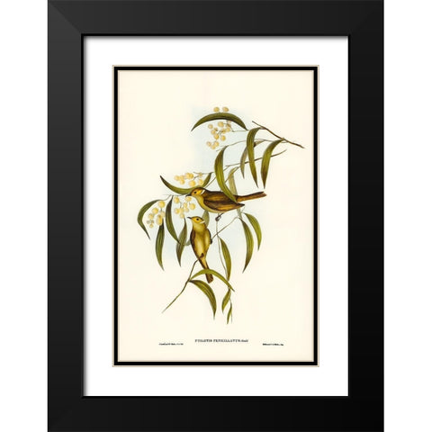 White-plumed Honey-eater-Ptilotis penicillatus Black Modern Wood Framed Art Print with Double Matting by Gould, John