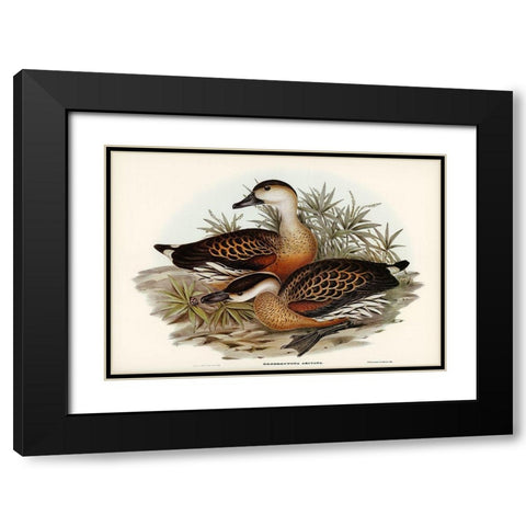 Whistling Duck-Dendrocygna arcuata Black Modern Wood Framed Art Print with Double Matting by Gould, John