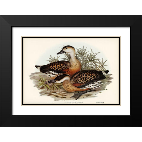 Whistling Duck-Dendrocygna arcuata Black Modern Wood Framed Art Print with Double Matting by Gould, John