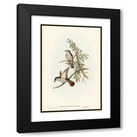 Little Cuckoo-Chrysococcyx minutillus Black Modern Wood Framed Art Print with Double Matting by Gould, John