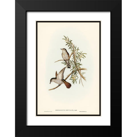 Little Cuckoo-Chrysococcyx minutillus Black Modern Wood Framed Art Print with Double Matting by Gould, John