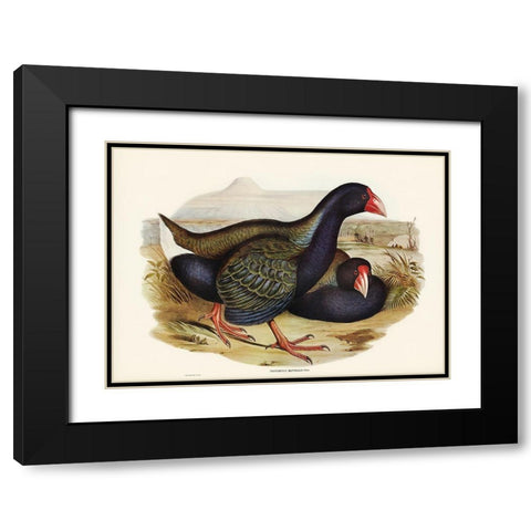 Notornis-Notornix Mantelli Black Modern Wood Framed Art Print with Double Matting by Gould, John
