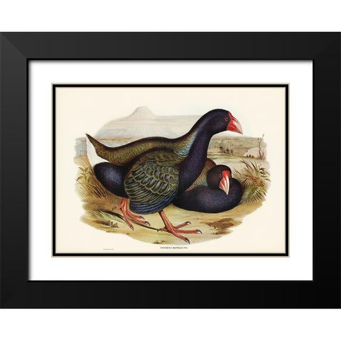 Notornis-Notornix Mantelli Black Modern Wood Framed Art Print with Double Matting by Gould, John