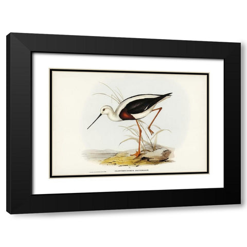 Banded Stilt-Chladorhynchus pectoralis Black Modern Wood Framed Art Print with Double Matting by Gould, John