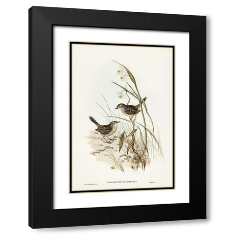 Striated Reed Lark-alamanthus fuliginosus Black Modern Wood Framed Art Print with Double Matting by Gould, John
