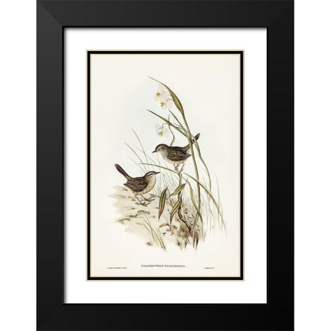 Striated Reed Lark-alamanthus fuliginosus Black Modern Wood Framed Art Print with Double Matting by Gould, John