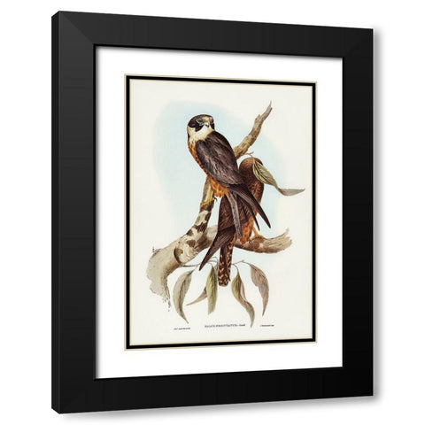 Falcon-Falco Frontatus Black Modern Wood Framed Art Print with Double Matting by Gould, John