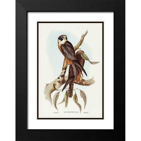 Falcon-Falco Frontatus Black Modern Wood Framed Art Print with Double Matting by Gould, John